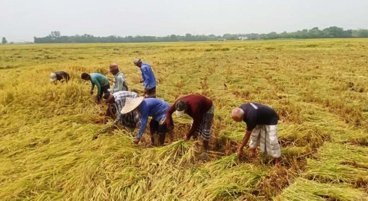 এক মণ ধান বিক্রি করেও উঠছে না একজন শ্রমিকের মজুরি